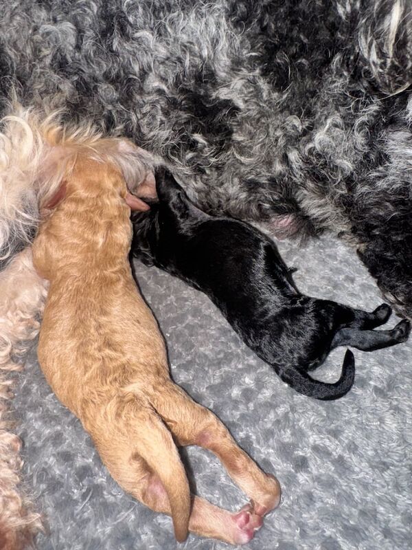 Cockapoo puppies for sale in Eckington, Derbyshire – 2 days old