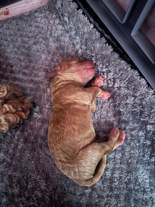 Cockapoo puppies for sale in Eckington, Derbyshire – 2 days old - Image 3 of 3