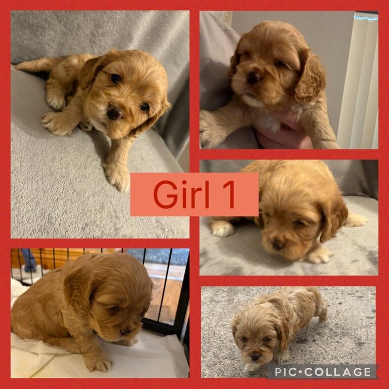 Cockapoo puppies for sale in Sixmilecross, County Tyrone – 6 weeks old