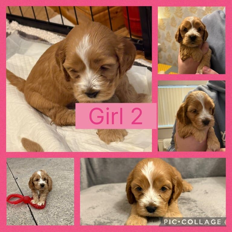 Cockapoo puppies for sale in Sixmilecross, County Tyrone – 6 weeks old - Image 2 of 3