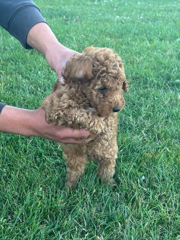 Cockapoo puppies for sale in Sunderland, Tyne and Wear – 7 weeks old - Image 2 of 3