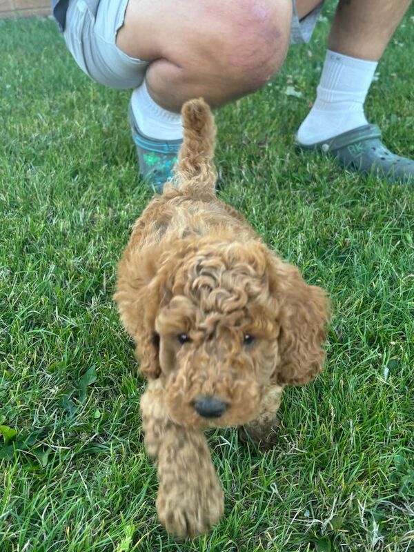 Cockapoo puppies for sale in Sunderland, Tyne and Wear – 7 weeks old - Image 3 of 3