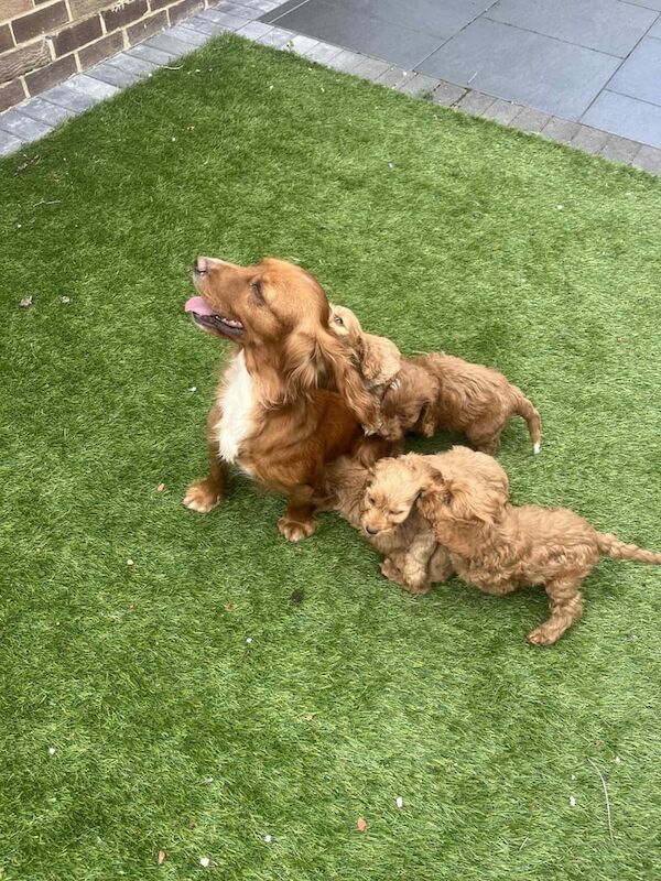 Cockapoo puppies for sale in Wingate, Durham – 7 weeks old