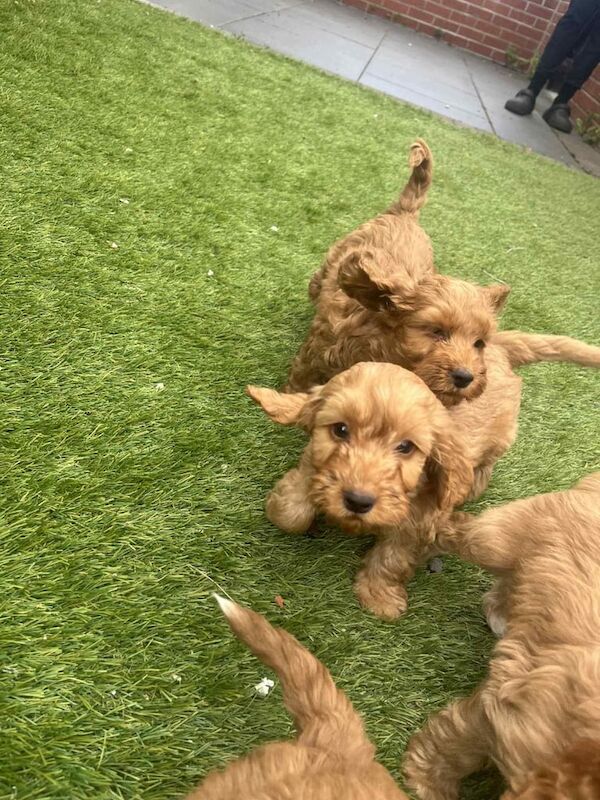 Cockapoo puppies for sale in Wingate, Durham – 7 weeks old - Image 2 of 3