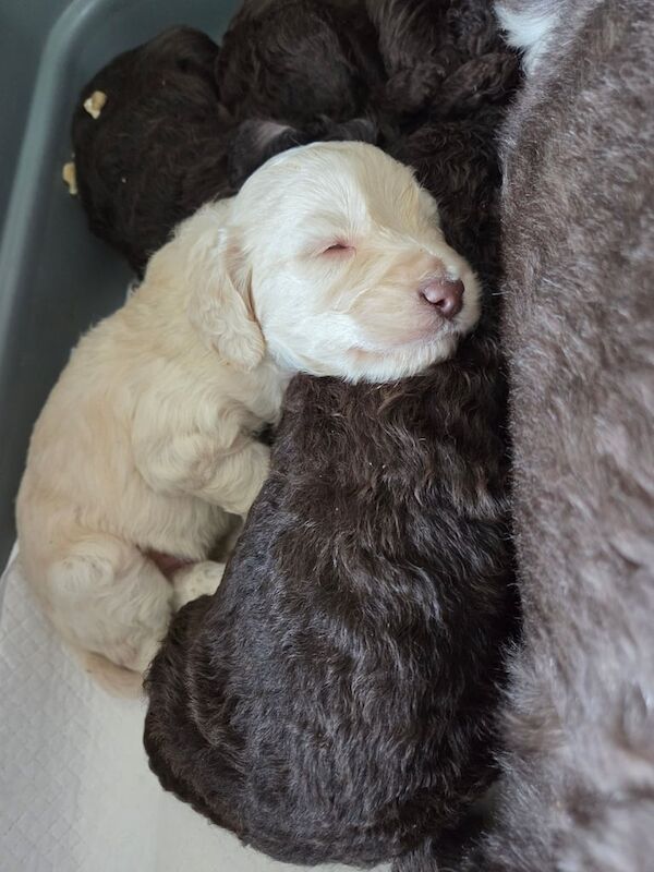 Cockapoo puppies for sale in Poulton-le-Fylde, Lancashire – KC registered, 3 weeks old