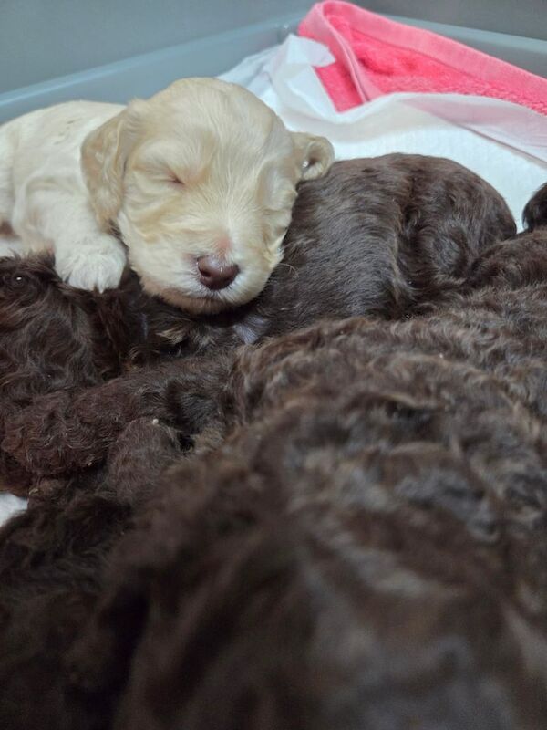 Cockapoo puppies for sale in Poulton-le-Fylde, Lancashire – KC registered, 3 weeks old - Image 2 of 3