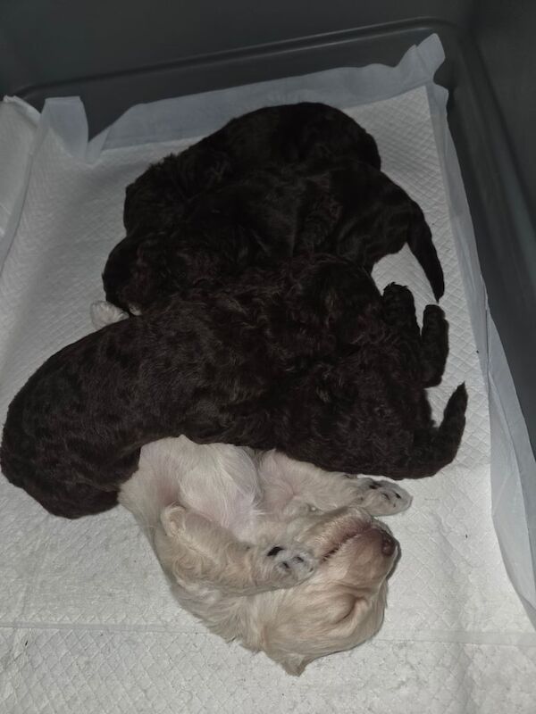 Cockapoo puppies for sale in Poulton-le-Fylde, Lancashire – KC registered, 3 weeks old - Image 3 of 3
