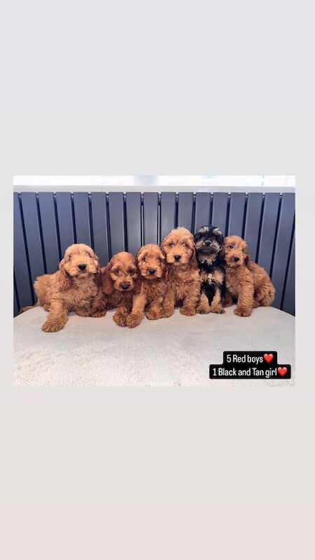 Cockapoo puppies for sale in Swansea / Abertawe, West Glamorgan – 8 weeks old