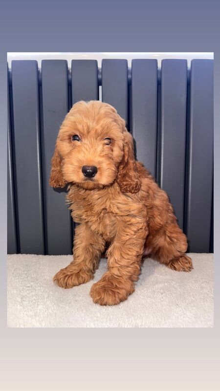 Cockapoo puppies for sale in Swansea / Abertawe, West Glamorgan – 8 weeks old - Image 2 of 3