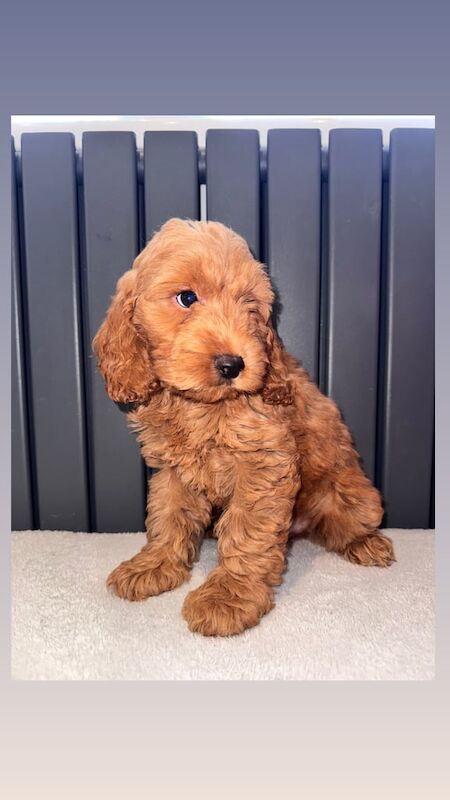Cockapoo puppies for sale in Swansea / Abertawe, West Glamorgan – 8 weeks old - Image 3 of 3