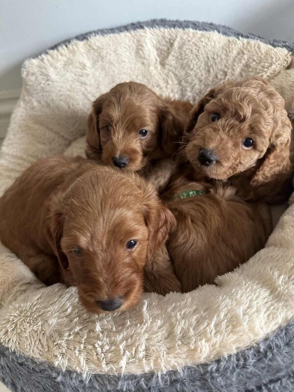 Cockapoo puppies for sale in Portadown, County Armagh – 5 weeks old