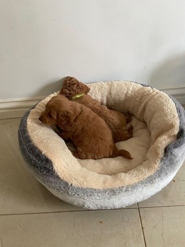 Cockapoo puppies for sale in Portadown, County Armagh – 5 weeks old - Image 2 of 3