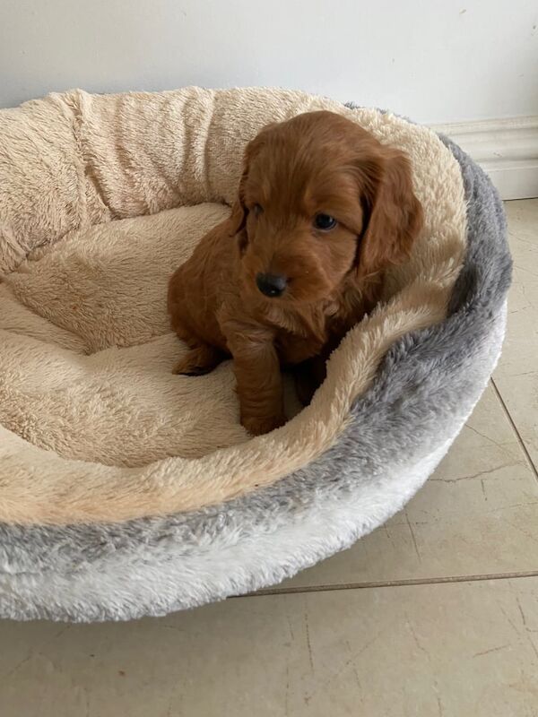 Cockapoo puppies for sale in Portadown, County Armagh – 5 weeks old - Image 3 of 3