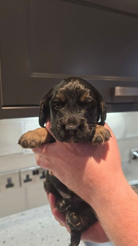 Cockapoo puppies for sale in Kingston upon Hull, East Riding of Yorkshire – 3 weeks old