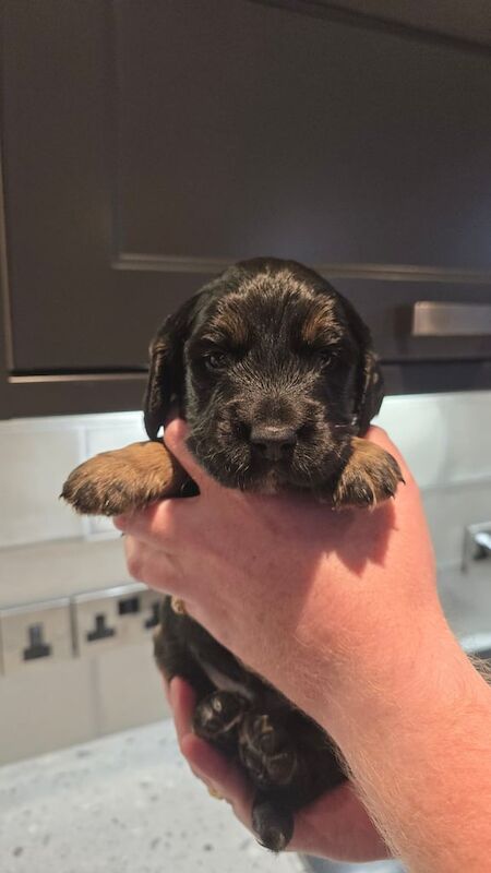 Cockapoo puppies for sale in Kingston upon Hull, East Riding of Yorkshire – 3 weeks old - Image 2 of 3