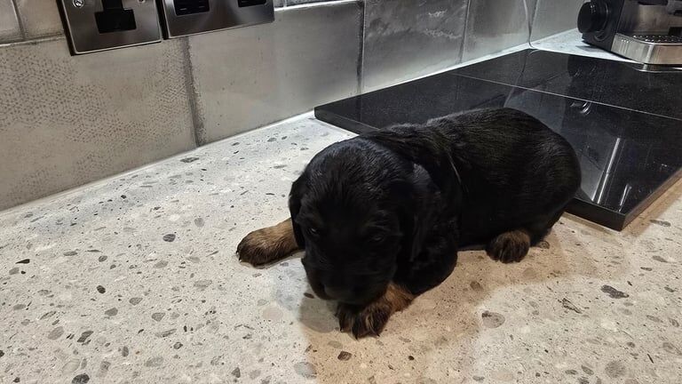 Cockapoo puppies for sale in Kingston upon Hull, East Riding of Yorkshire – 3 weeks old - Image 3 of 3