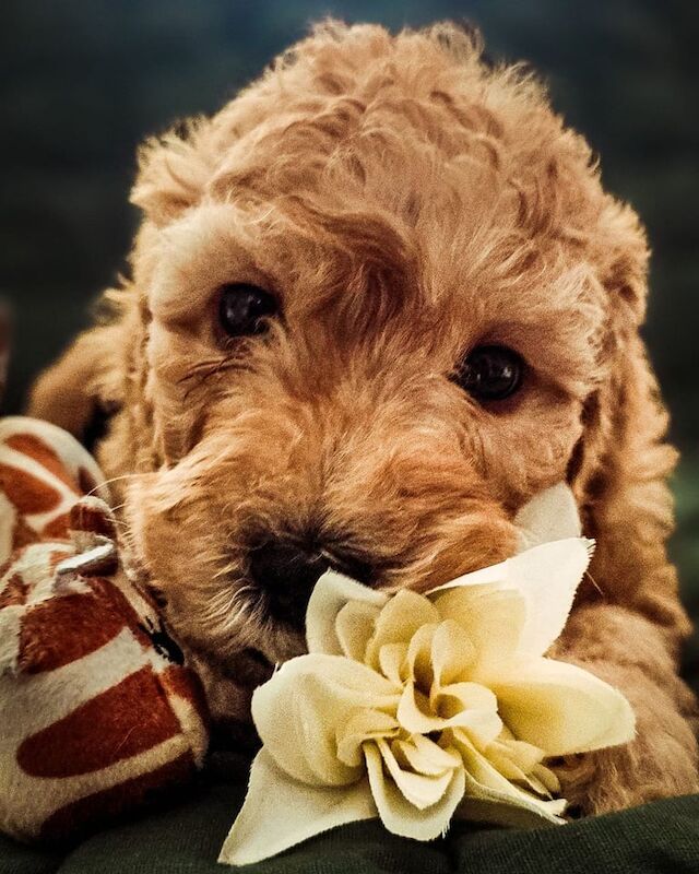 Cockapoo puppies for sale in Old Cwmbran, Gwent – 6 weeks old