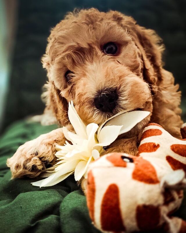 Cockapoo puppies for sale in Old Cwmbran, Gwent – 6 weeks old - Image 2 of 3