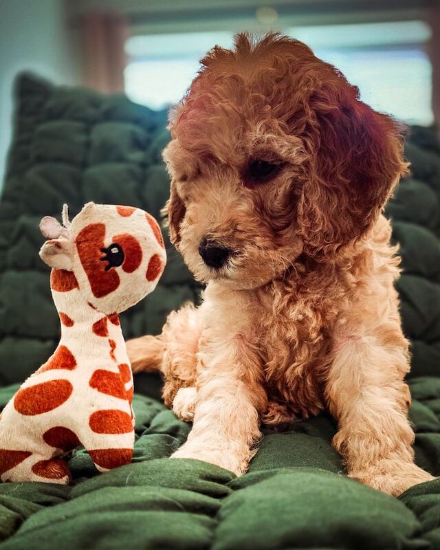 Cockapoo puppies for sale in Old Cwmbran, Gwent – 6 weeks old - Image 3 of 3