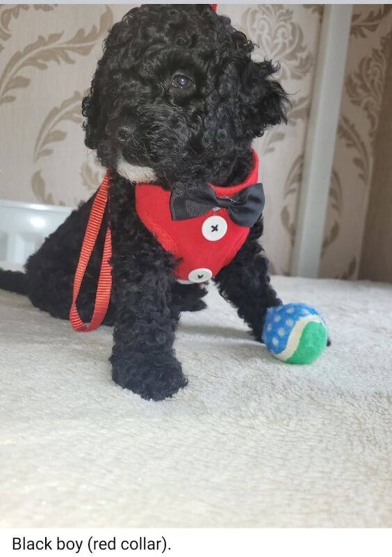 Cockapoo puppies for sale in Morecambe, Lancashire – 9 weeks old
