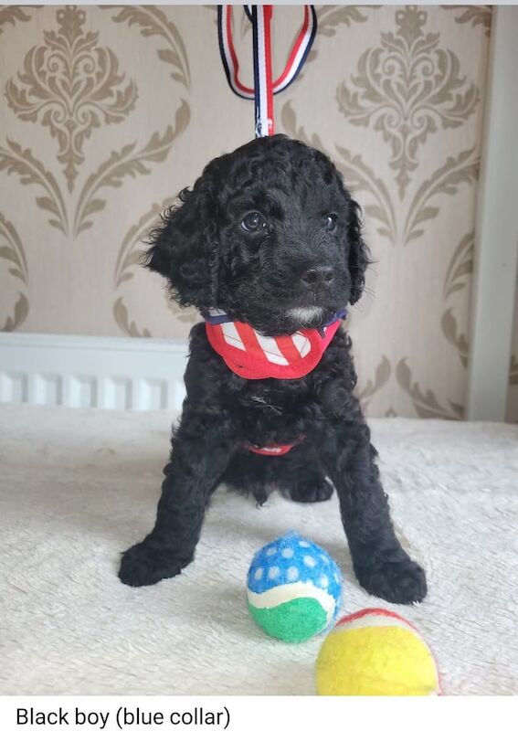 Cockapoo puppies for sale in Morecambe, Lancashire – 9 weeks old - Image 3 of 3
