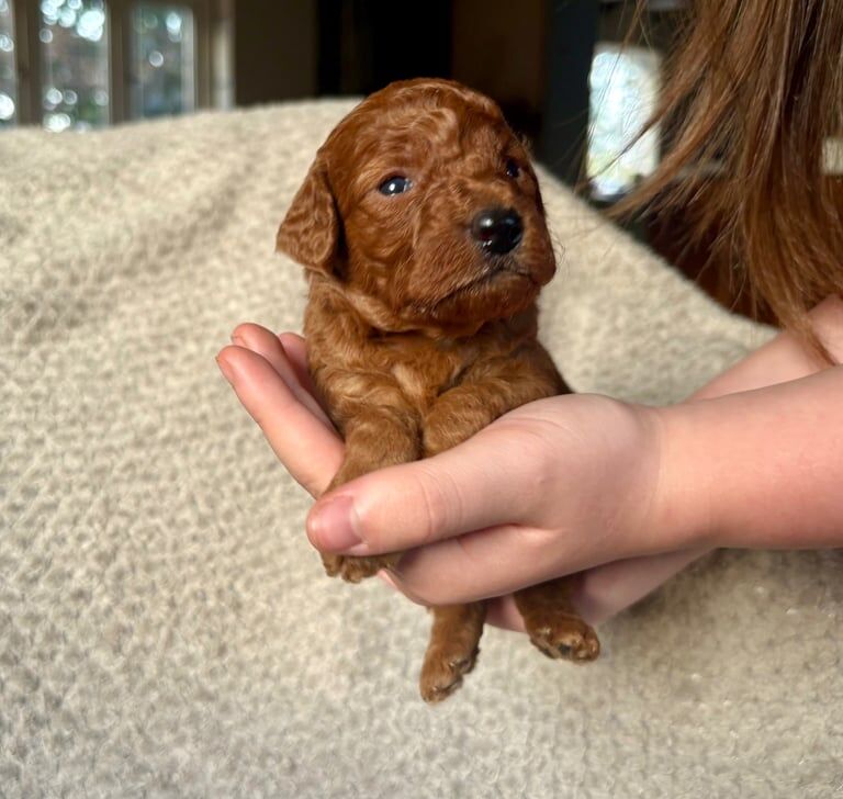 Cockapoo puppies for sale in Ledbury, Herefordshire – KC registered, 2 weeks old