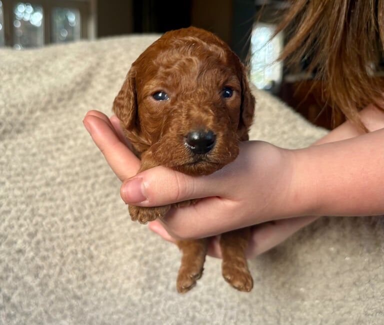 Cockapoo puppies for sale in Ledbury, Herefordshire – KC registered, 2 weeks old - Image 2 of 3