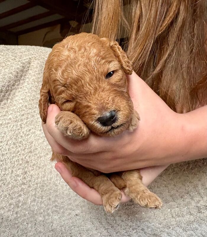 Cockapoo puppies for sale in Ledbury, Herefordshire – KC registered, 2 weeks old - Image 3 of 3