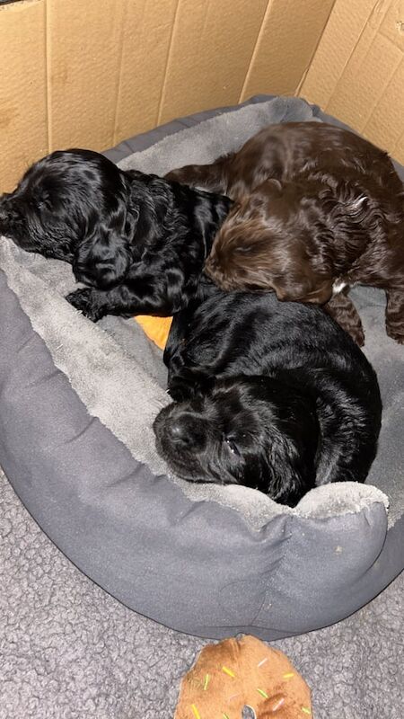 Cockapoo puppies for sale in Alnwick, Northumberland – 4 weeks old