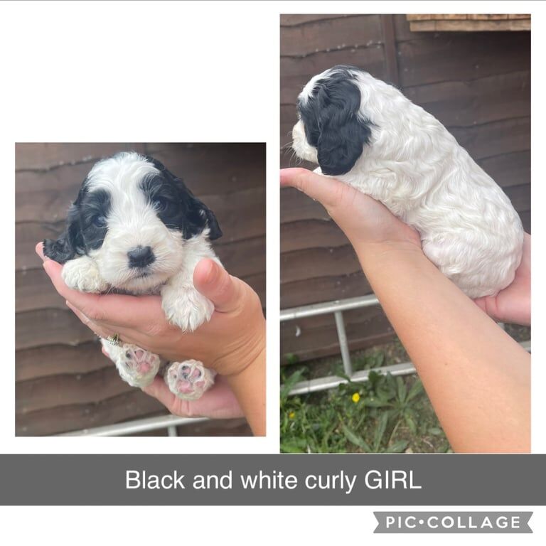 Cockapoo puppies for sale in Chatteris, Cambridgeshire – 4 weeks old