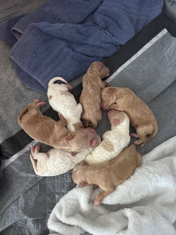 Cockapoo puppies for sale in Bournemouth, Dorset – 2 weeks old