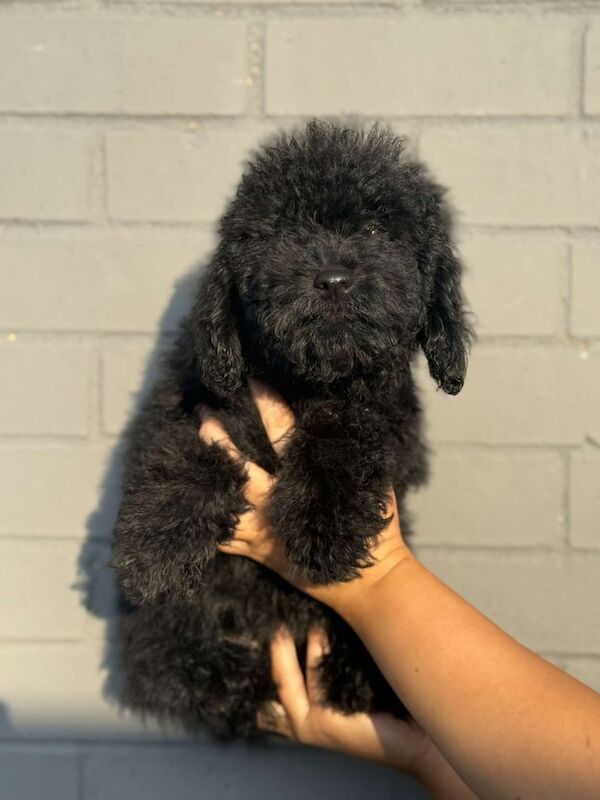 Cockapoo puppies for sale in Middlesbrough, North Yorkshire – 9 weeks old