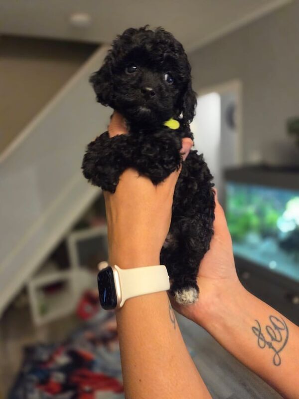 Cockapoo puppies for sale in Blaydon, Tyne and Wear – 6 weeks old