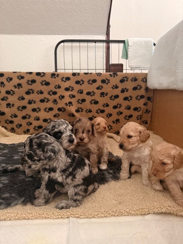 Cockapoo puppies for sale in Kilmarnock, Ayrshire and Arran – 5 weeks old