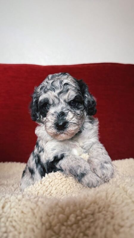 Cockapoo puppies for sale in Kilmarnock, Ayrshire and Arran – 7 weeks old - Image 2 of 3