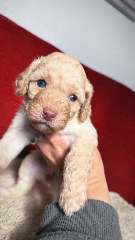 Cockapoo puppies for sale in Kilmarnock, Ayrshire and Arran – 7 weeks old - Image 3 of 3