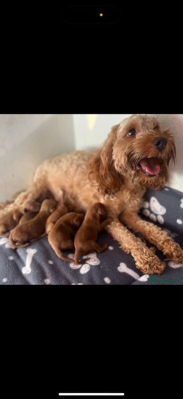 Cockapoo puppies for sale in South Side, City of Edinburgh – 10 weeks old