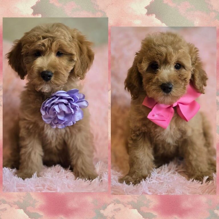 Cockapoo puppies for sale in Banbridge, County Down – 9 weeks old