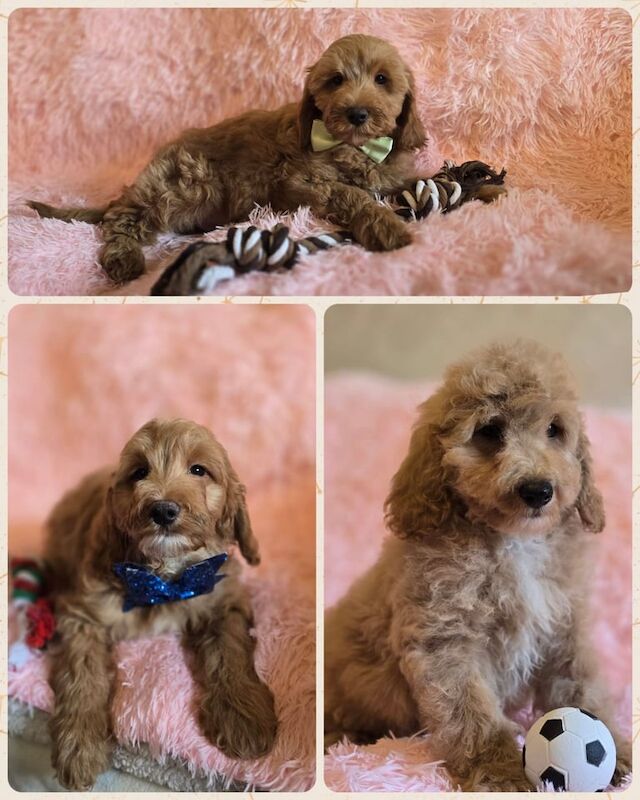 Cockapoo puppies for sale in Banbridge, County Down – 10 weeks old - Image 2 of 2