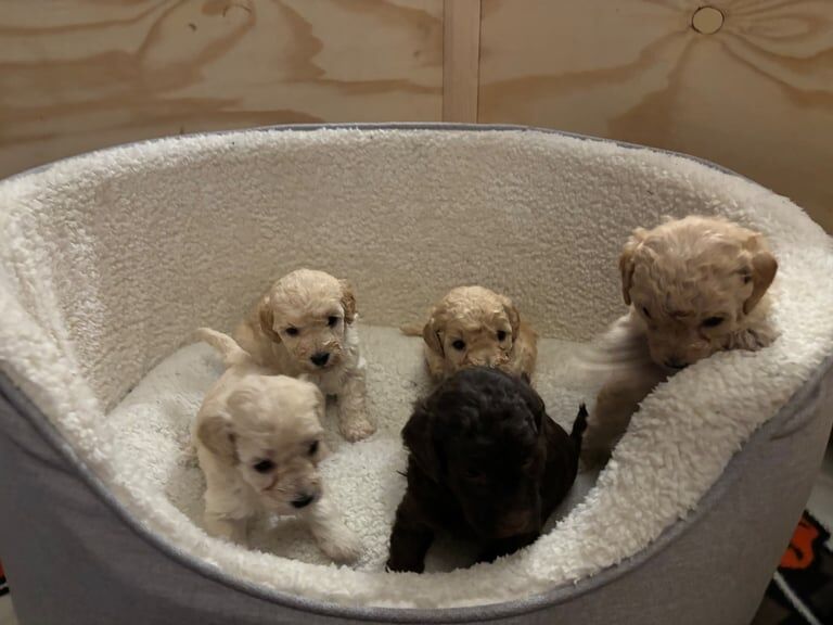 Cockapoo puppies for sale in Kirk Sandall, South Yorkshire – 4 weeks old