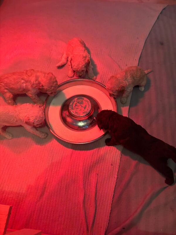 Cockapoo puppies for sale in Kirk Sandall, South Yorkshire – 5 weeks old - Image 2 of 3