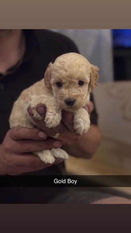 Cockapoo puppies for sale in Kirk Sandall, South Yorkshire – 5 weeks old - Image 3 of 3
