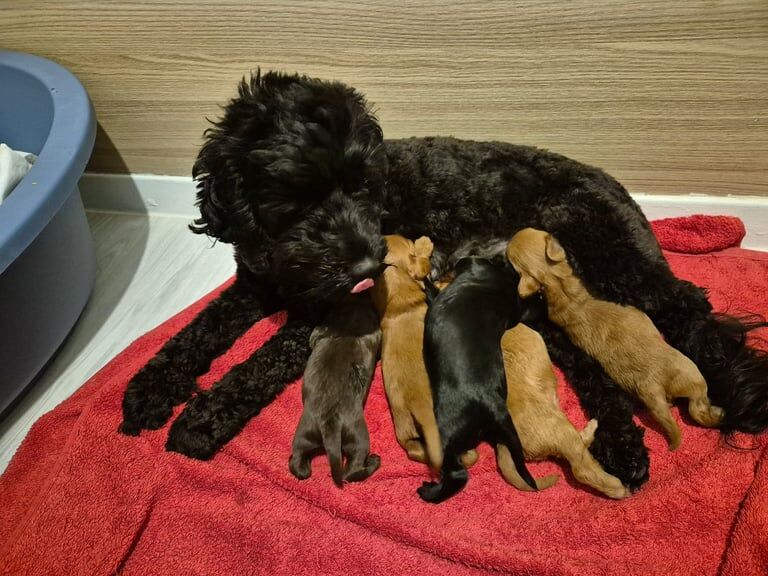 Cockapoo puppies for sale in Cramlington, Northumberland – 2 weeks old