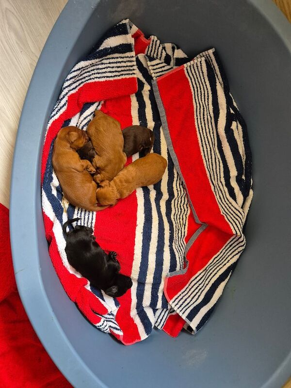 Cockapoo puppies for sale in Cramlington, Northumberland – 3 weeks old - Image 2 of 3