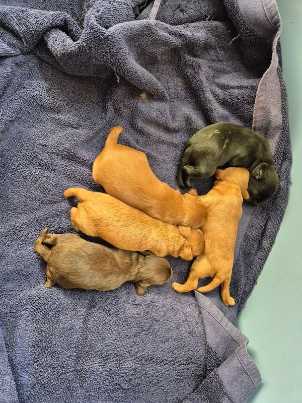 Cockapoo puppies for sale in Cramlington, Northumberland – 3 weeks old - Image 3 of 3