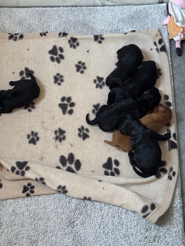 Cockapoo puppies for sale in Kelso, Roxburgh, Ettrick and Lauderdale – 1 week old