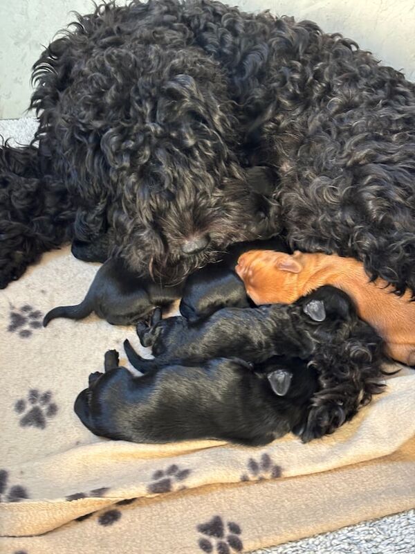 Cockapoo puppies for sale in Kelso, Roxburgh, Ettrick and Lauderdale – 2 weeks old - Image 2 of 3