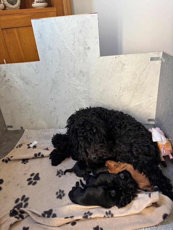 Cockapoo puppies for sale in Kelso, Roxburgh, Ettrick and Lauderdale – 2 weeks old - Image 3 of 3