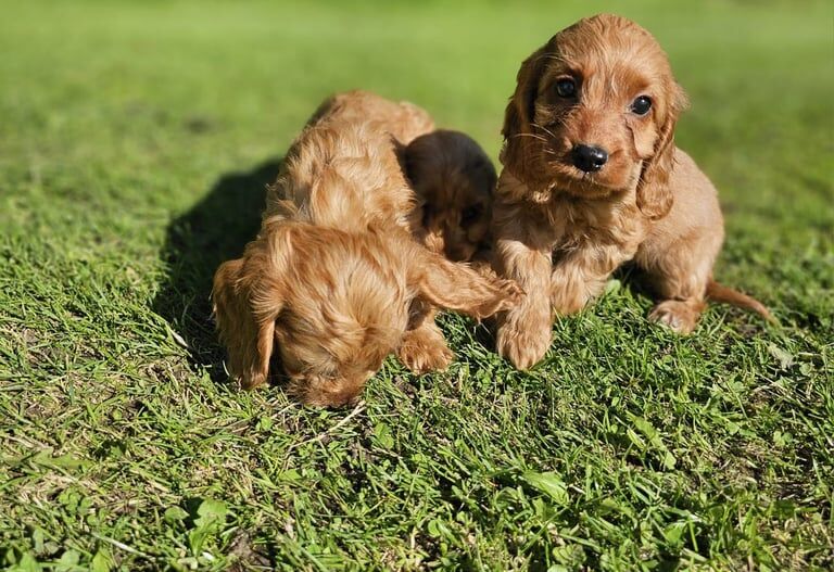 Cockapoo puppies for sale in South Side, City of Edinburgh – 9 weeks old