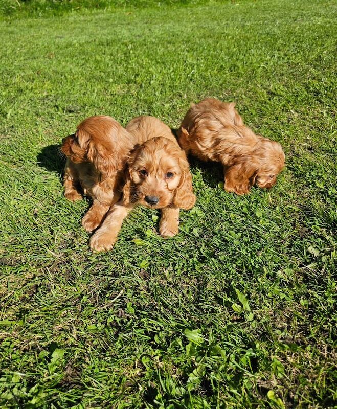 Cockapoo puppies for sale in South Side, City of Edinburgh – 9 weeks old - Image 2 of 3